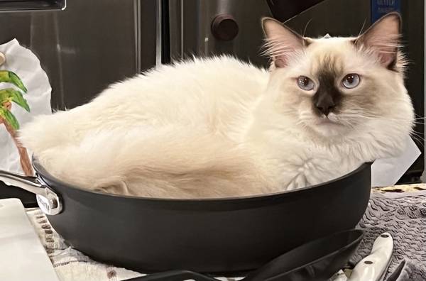 2 ragdoll cats needing rehoming