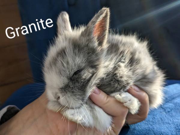 Lion Head mix Baby Bunny Rabbit