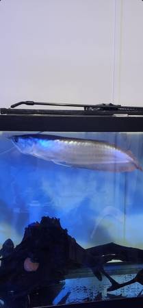 silver and albino arowanas