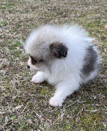 Pomeranian puppy