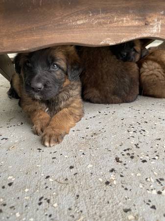 Saint Bernard/German Shepherd Puppies