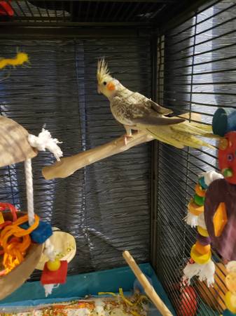 Baby Pearl Cockatiels