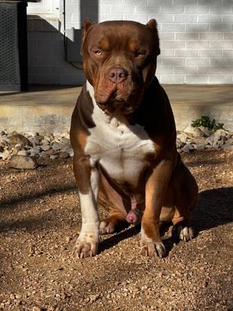 Xl male American bully chocolate tri