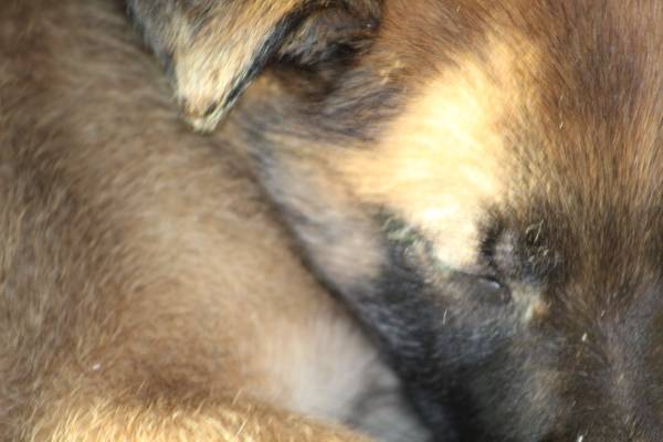 SHEPHERD PUPPIES READY FOR REHOMING