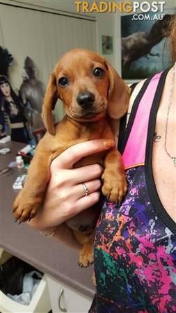 American Daschund puppy