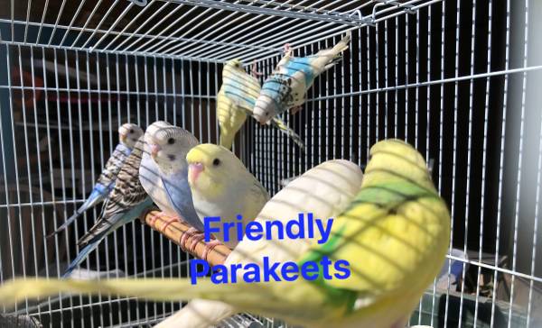 Friendly Budgies and Cockatiels