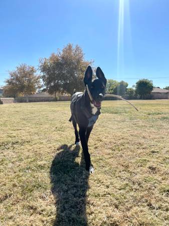 rehoming german shepard/husky mix