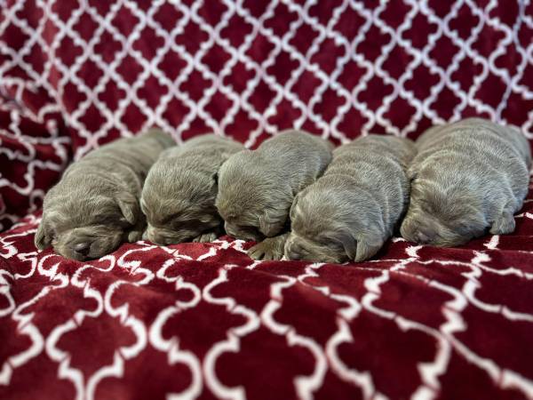 AKC Pure-bred Silver Labs