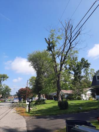 ??????Tree Removal Cesar Tree Service ??????