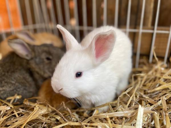 Pedigreed Flemish Giant Rabbits for Rehoming