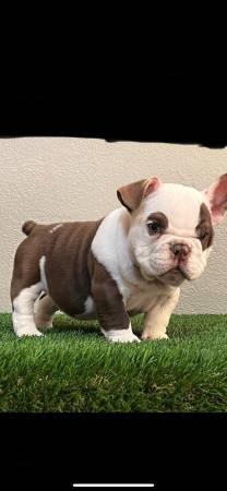 French Bulldog Puppies