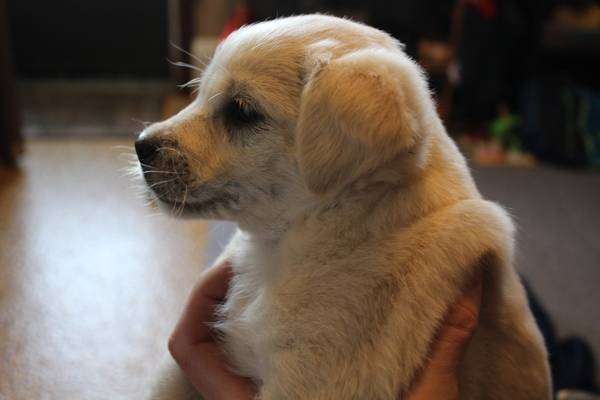 Lab-mix cuties