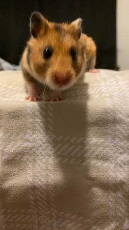 Hamster (Young)