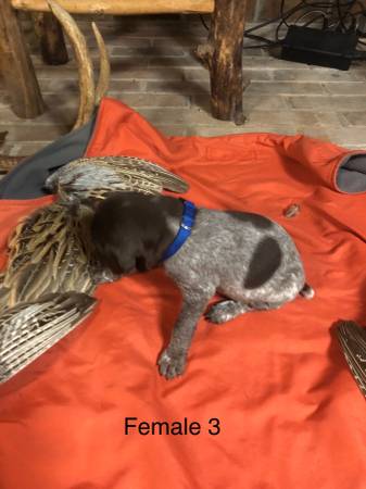 German shorthair pointer -rehoming