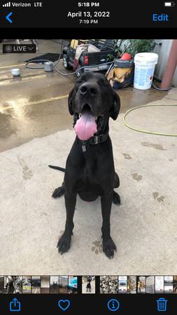 Great Danes puppies AKC