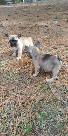 AKC French Bulldog Males