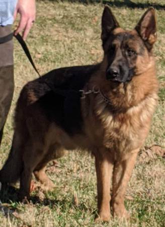 German shepherd 4 yr old male