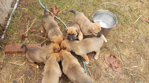 german shepherd/ boxers puppies 6 weeks old