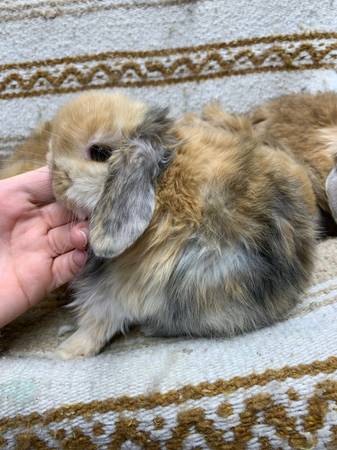 holland lop bunnies rabbits