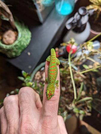 Giant Crimson Day Geckos