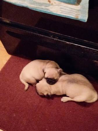 PUG PUPPY. FEMALE.