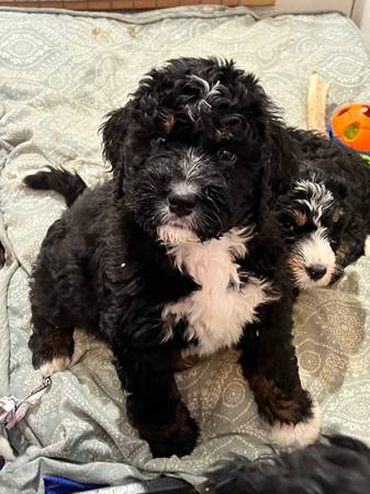 Bernedoodle puppy