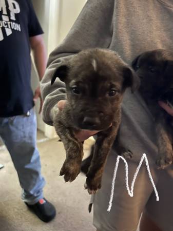 german shephard pit mix pups