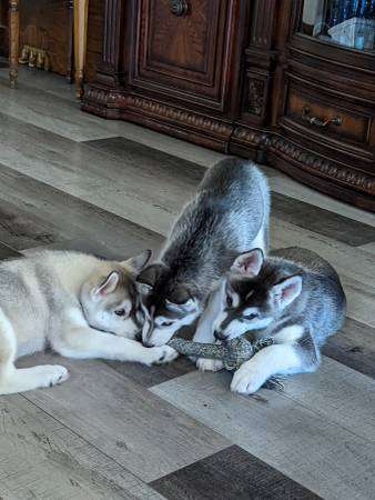 Rehoming Husky Pups