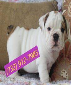 English bulldogs female