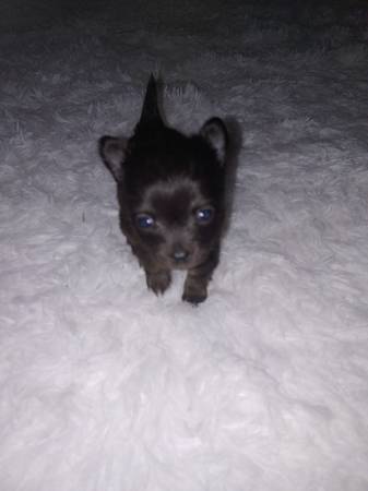 Chihuahua puppies-Purebred Teacup