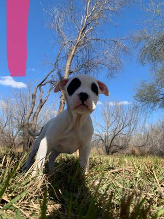 Pitbull x Bully pups