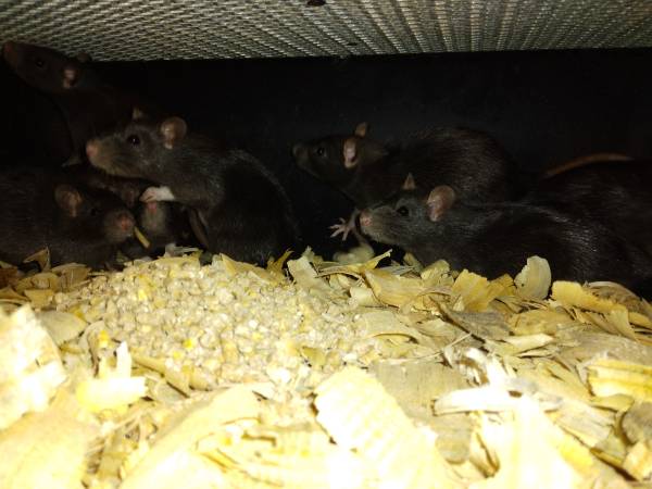 Feeder Rats ??