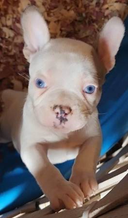 Micro Bully/Frenchie Pups