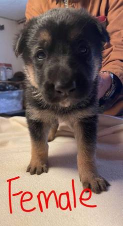 AKC Registered German Shepard Pups