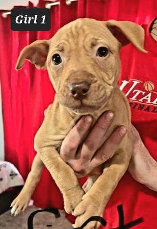 American rednosdPitt bull puppies