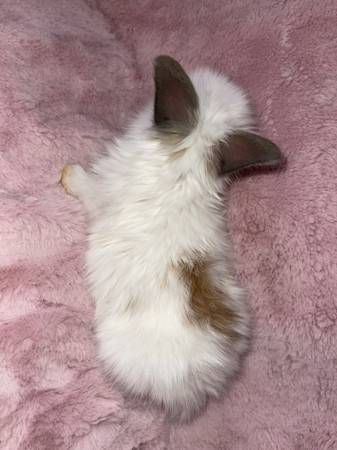 Perfect Valentines gift lionhead bunnies