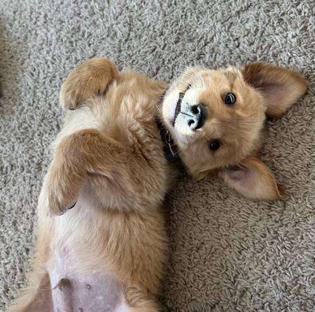 Golden Retreiver Puppy