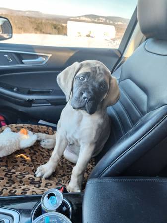 rehoming female English mastiff