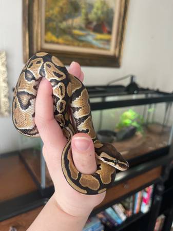 Ball Python