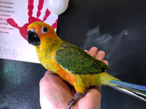 Sun Conure