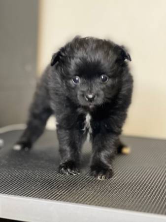 Purebred Pomeranian puppy