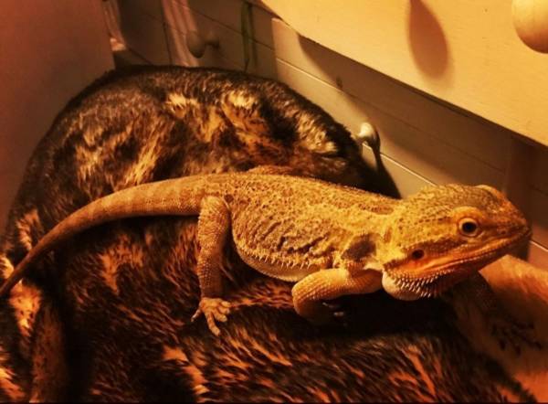 bearded dragons