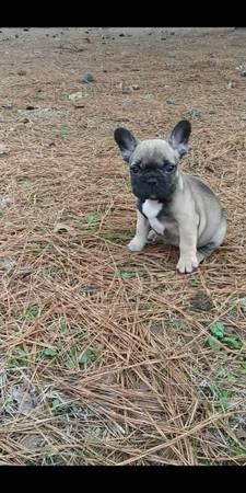 AKC French Bulldog Males