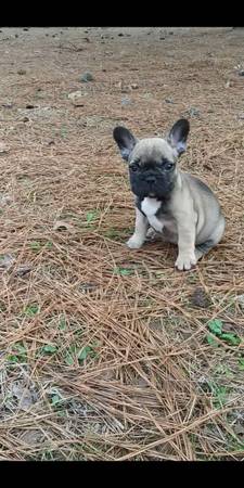 AKC French Bulldog Males