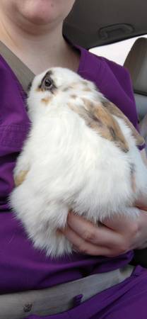 11 week old holland lop!