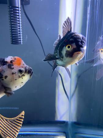 Oranda goldfish