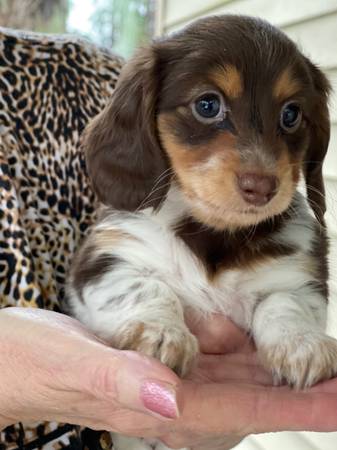 AKC Longhaired Mini Dachshund Puppies