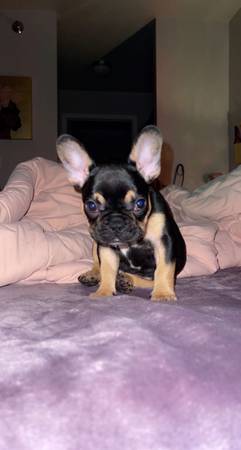 purebred French Bulldog