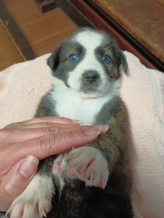 Brindle Puppy Bernie