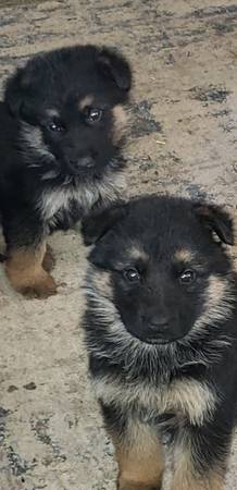 German Shepard pups